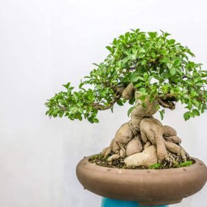 Ficus Bonsai Tree Seeds to Grow - 25+ Seeds - Made in USA
