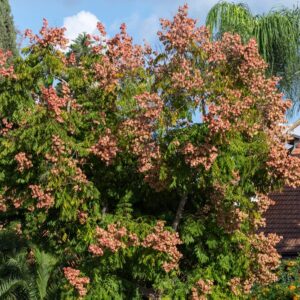 Chinese Golden Rain Tree Seeds for Planting - 6 Seeds - Koelreuteria bipinnata