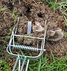 Mole Whacker Trap