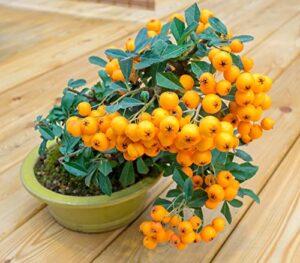 orange firethorn bonsai tree seeds - 30 seeds to plant