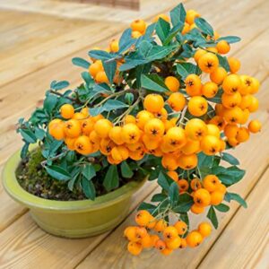 Orange Firethorn Bonsai Tree Seeds - 30 Seeds to Plant