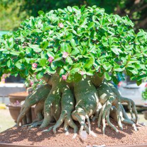 Rare Exotic Desert Rose (Adenium Obesum) Mixed Seeds - 10 Seeds