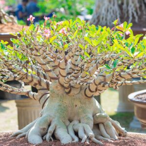 Rare Exotic Desert Rose (Adenium Obesum) Mixed Seeds - 10 Seeds