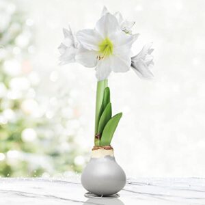 silver base waxed amaryllis white intokazi flower bulb with stand, no water needed