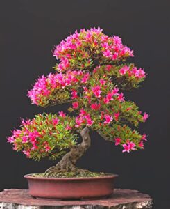pink azalea bonsai tree seeds for planting- 30 seeds - prized flowering bonsai specimen