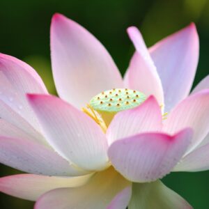 30 Lotus Seeds for Planting - Great Bonsai or Water Feature Plant