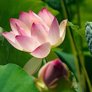 30 Lotus Seeds for Planting - Great Bonsai or Water Feature Plant