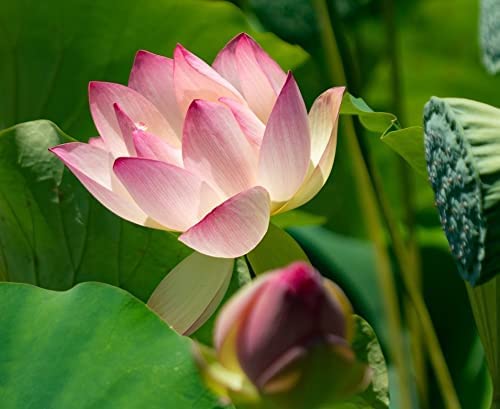 30 Lotus Seeds for Planting - Great Bonsai or Water Feature Plant