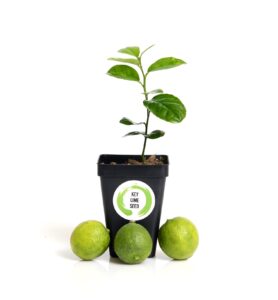 gerald winters and son key lime tree starter plant . citrus aurantifolia. 3” - 5”