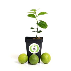 Gerald Winters and Son Key Lime Tree Starter Plant . Citrus aurantifolia. 3” - 5”