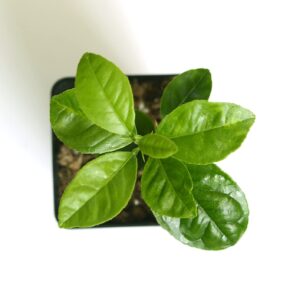 Gerald Winters and Son Key Lime Tree Starter Plant . Citrus aurantifolia. 3” - 5”