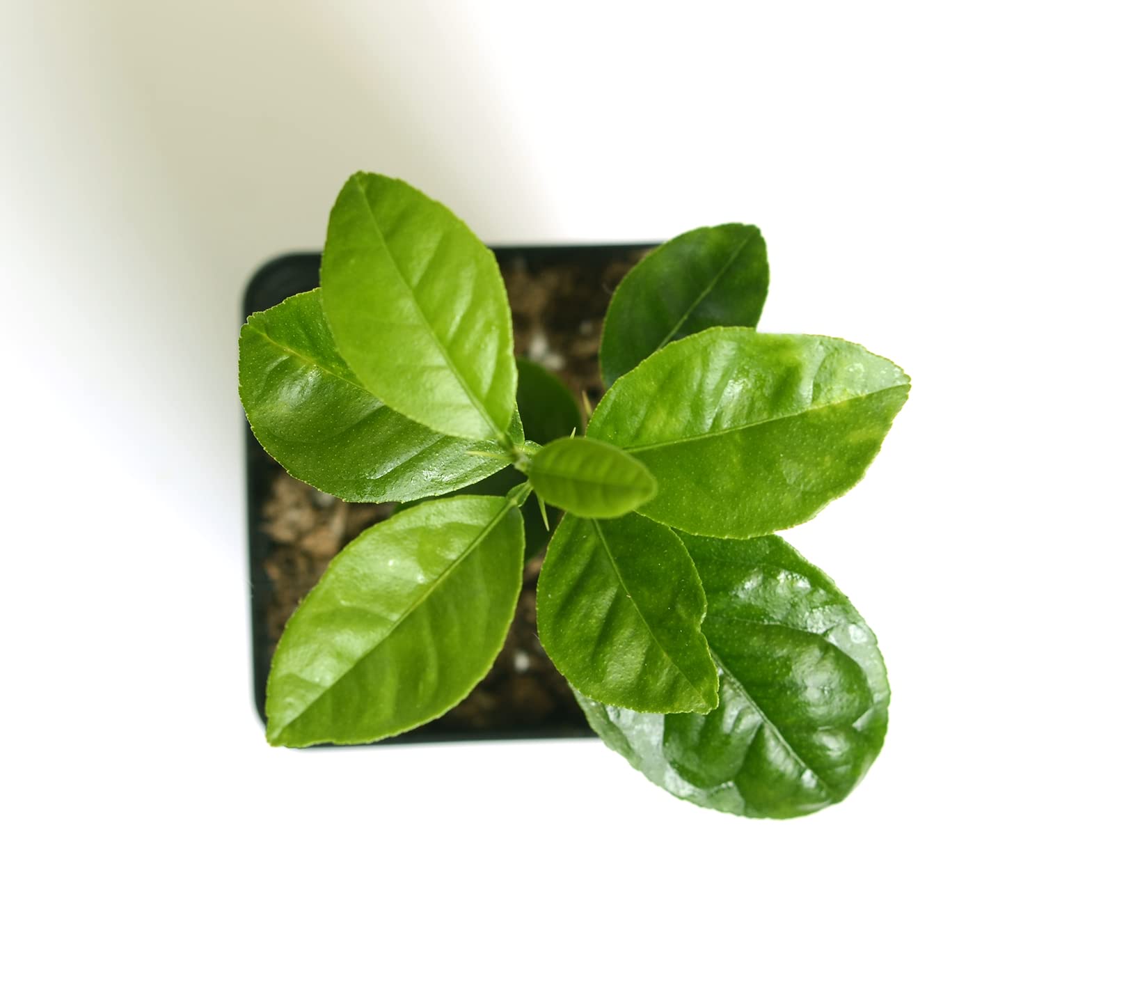 Gerald Winters and Son Key Lime Tree Starter Plant . Citrus aurantifolia. 3” - 5”