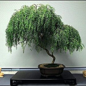 Dwarf Weeping Willow Bonsai Tree Cutting - Thick Trunk Start, A Must Have Dwarf Bonsai Material. Ships from Iowa, USA