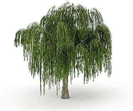 Dwarf Weeping Willow Bonsai Tree Cutting - Thick Trunk Start, A Must Have Dwarf Bonsai Material. Ships from Iowa, USA