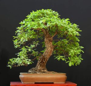 white oak bonsai tree seeds for planting | 5 big healthy seeds | white oak is prized for attractive look and wood