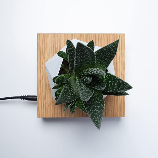 FLOTE Levitating Air Pot – Floating Plant Pot – Planter for Bonsai or Air Plants – Magic Magnetic Levitation Design – Unique Gift – Minimalist Indoor Desk Planter – Levitating Plant Pot