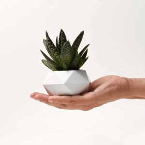 FLOTE Levitating Air Pot – Floating Plant Pot – Planter for Bonsai or Air Plants – Magic Magnetic Levitation Design – Unique Gift – Minimalist Indoor Desk Planter – Levitating Plant Pot