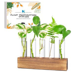 kaxyew plant propagation station, plant propagation tubes, gifts for plant lovers office desk house garden décor plant terrarium with wooden stand