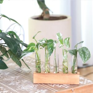 KAXYEW Plant Propagation Station, Plant Propagation Tubes, Gifts for Plant Lovers Office Desk House Garden Décor Plant Terrarium with Wooden Stand