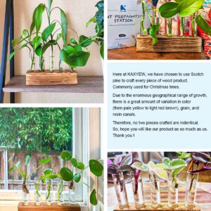 KAXYEW Plant Propagation Station, Plant Propagation Tubes, Gifts for Plant Lovers Office Desk House Garden Décor Plant Terrarium with Wooden Stand