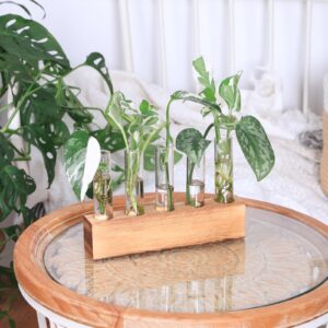 KAXYEW Plant Propagation Station, Plant Propagation Tubes, Gifts for Plant Lovers Office Desk House Garden Décor Plant Terrarium with Wooden Stand