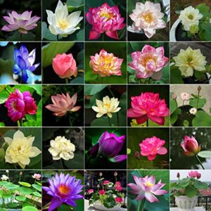 mixed bonsai lotus seeds mixed color water lily flower plant fresh garden seeds,finest viable aquatic water features seeds (30 pcs)