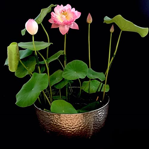 Mixed Bonsai Lotus Seeds Mixed Color Water Lily Flower Plant Fresh Garden Seeds,Finest Viable Aquatic Water Features Seeds (30 Pcs)