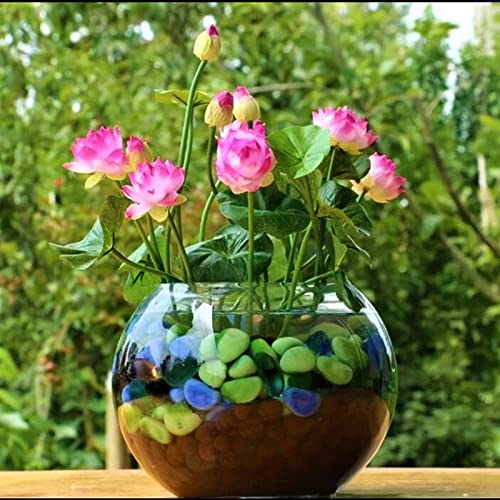 Mixed Bonsai Lotus Seeds Mixed Color Water Lily Flower Plant Fresh Garden Seeds,Finest Viable Aquatic Water Features Seeds (30 Pcs)