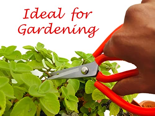 Star Quick Links Professional 7.9" Bonsai Scissors, For Arranging Flowers, Trimming Plants, For Grow Room or Gardening, Bonsai Tools. Garden Scissors Loppers.