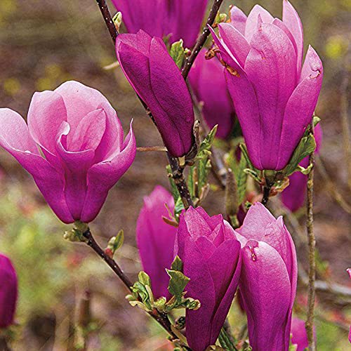 Jane Magnolia Tree - Live Plant/Shrub/Bush - 6-12" Tall Seedling - 2.5" Pot - Ships Potted