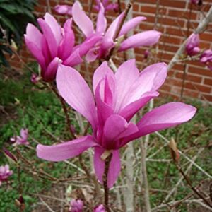 Jane Magnolia Tree - Live Plant/Shrub/Bush - 6-12" Tall Seedling - 2.5" Pot - Ships Potted