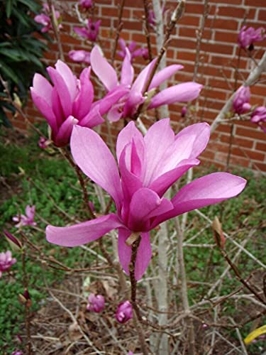 Jane Magnolia Tree - Live Plant/Shrub/Bush - 6-12" Tall Seedling - 2.5" Pot - Ships Potted