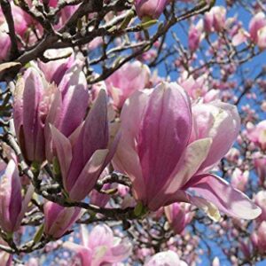 Jane Magnolia Tree - Live Plant/Shrub/Bush - 6-12" Tall Seedling - 2.5" Pot - Ships Potted