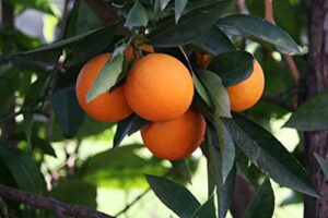 10 hardy orange bonsai tree seeds - cold tolerant citrus seeds with high germination and vigor
