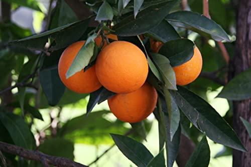 10 Hardy Orange Bonsai Tree Seeds - Cold Tolerant Citrus Seeds with High Germination and Vigor