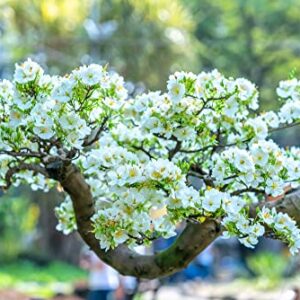 Apricot Bonsai Tree Seeds - 3 Large Seeds for Planting
