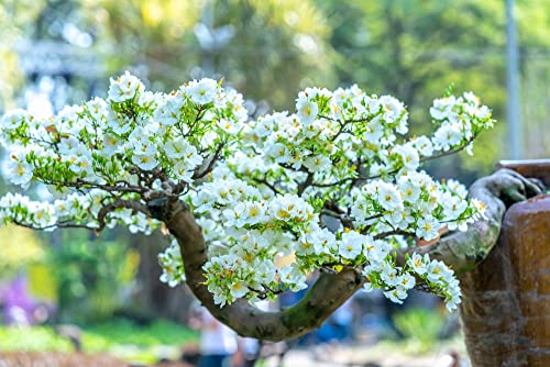 Apricot Bonsai Tree Seeds - 3 Large Seeds for Planting