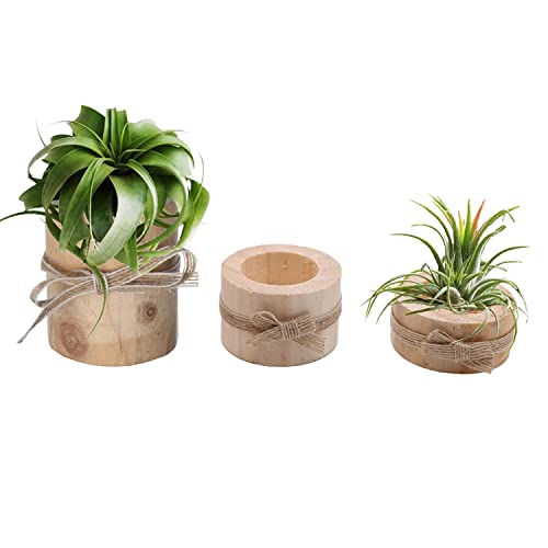 Nwsrayu Wooden Air Plant Holder Pack of 3 Wooden Air Plants Holders Air Plants Terrarium Tillandsia Streptophylla Xerographica Holders Succulent Pot Tea light Holder