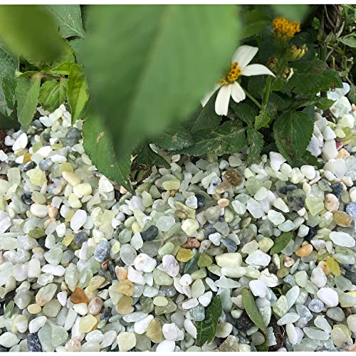 3lb Jade Bean Sand Stone-Succulents and Cactus Bonsai DIY Projects Rocks,Decorative Gravel for Plants and Vases Fillers,Terrarium,Fairy Gardening,Natural Stone Top Dressing for Potted Plants (5mm-8mm)