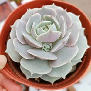 2in Echeveria Lola, 1 Pack Live Mini Succulent Plant Fully Rooted in Pots with Soil Mix, Real House Plant for Indoor Outdoor Home Office Wedding Decoration DIY Projects Party Favor Gift