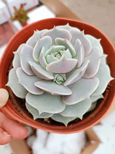 2in Echeveria Lola, 1 Pack Live Mini Succulent Plant Fully Rooted in Pots with Soil Mix, Real House Plant for Indoor Outdoor Home Office Wedding Decoration DIY Projects Party Favor Gift