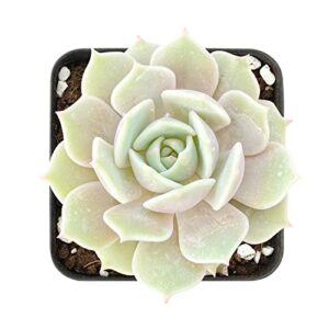 2in echeveria lola, 1 pack live mini succulent plant fully rooted in pots with soil mix, real house plant for indoor outdoor home office wedding decoration diy projects party favor gift