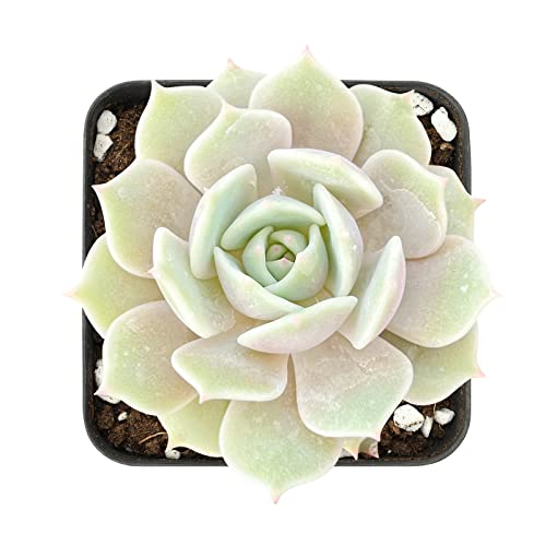 2in Echeveria Lola, 1 Pack Live Mini Succulent Plant Fully Rooted in Pots with Soil Mix, Real House Plant for Indoor Outdoor Home Office Wedding Decoration DIY Projects Party Favor Gift