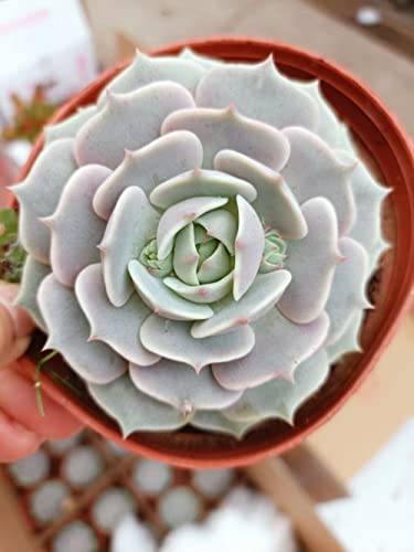 2in Echeveria Lola, 1 Pack Live Mini Succulent Plant Fully Rooted in Pots with Soil Mix, Real House Plant for Indoor Outdoor Home Office Wedding Decoration DIY Projects Party Favor Gift