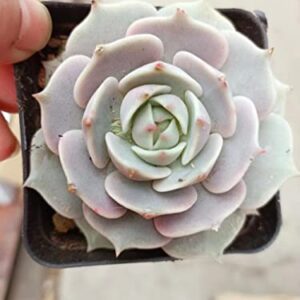 2in Echeveria Lola, 1 Pack Live Mini Succulent Plant Fully Rooted in Pots with Soil Mix, Real House Plant for Indoor Outdoor Home Office Wedding Decoration DIY Projects Party Favor Gift