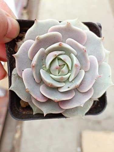 2in Echeveria Lola, 1 Pack Live Mini Succulent Plant Fully Rooted in Pots with Soil Mix, Real House Plant for Indoor Outdoor Home Office Wedding Decoration DIY Projects Party Favor Gift