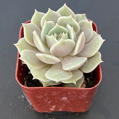 2in Echeveria Lola, 1 Pack Live Mini Succulent Plant Fully Rooted in Pots with Soil Mix, Real House Plant for Indoor Outdoor Home Office Wedding Decoration DIY Projects Party Favor Gift