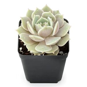 2in Echeveria Lola, 1 Pack Live Mini Succulent Plant Fully Rooted in Pots with Soil Mix, Real House Plant for Indoor Outdoor Home Office Wedding Decoration DIY Projects Party Favor Gift