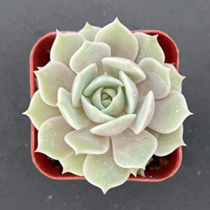 2in Echeveria Lola, 1 Pack Live Mini Succulent Plant Fully Rooted in Pots with Soil Mix, Real House Plant for Indoor Outdoor Home Office Wedding Decoration DIY Projects Party Favor Gift