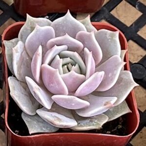 2in Echeveria Lola, 1 Pack Live Mini Succulent Plant Fully Rooted in Pots with Soil Mix, Real House Plant for Indoor Outdoor Home Office Wedding Decoration DIY Projects Party Favor Gift